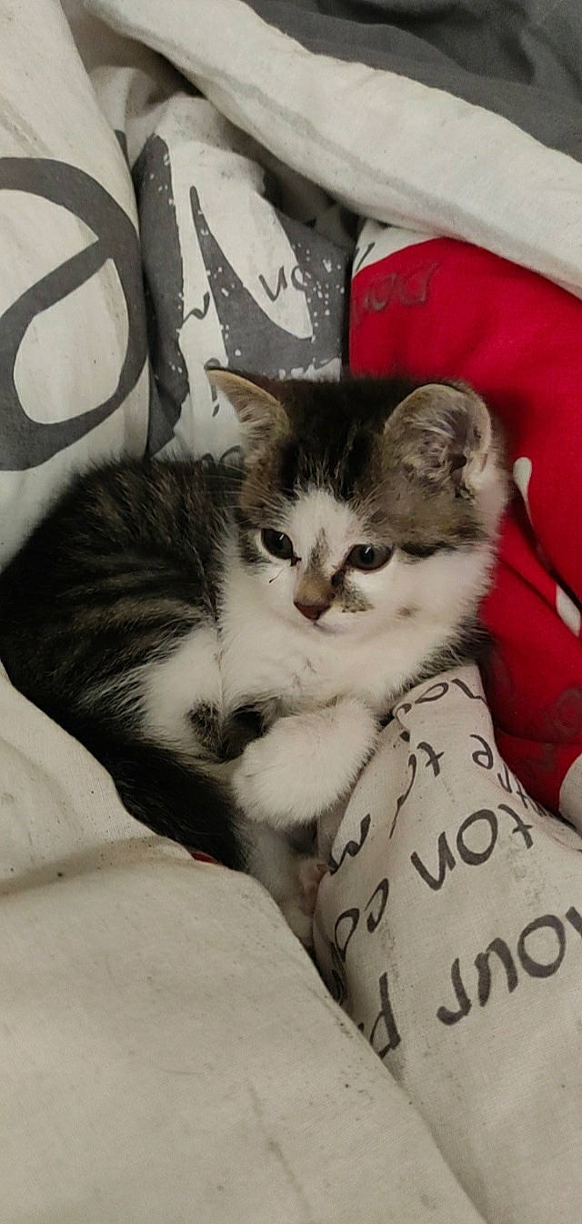 Titi participe au concours pour gagner de l'argent avec cette photo : box, carnivore, cat, claw, comfort, domestic_short_haired_cat, felidae, fur, lap, nap, paw, sitting, small_to_medium_sized_cats, tail, whiskers