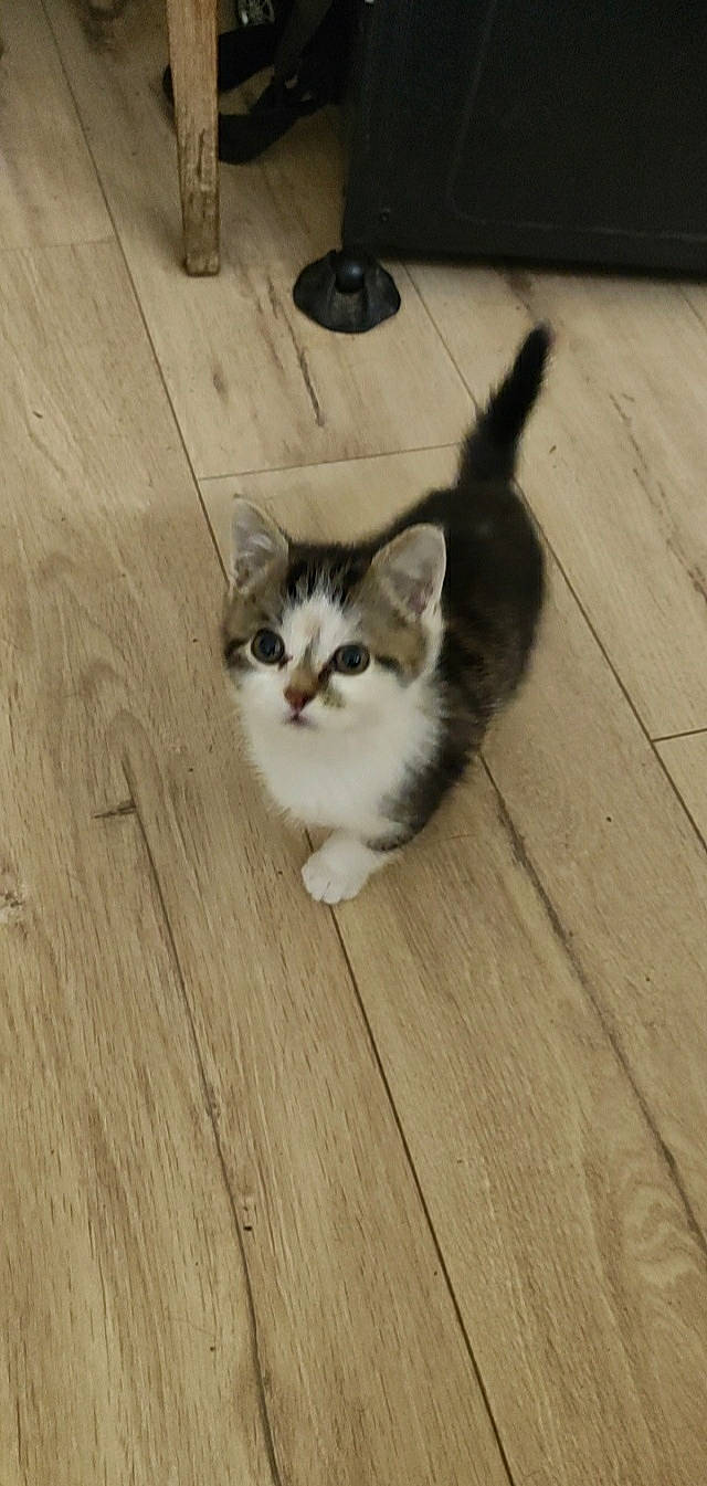 Titi participe au concours pour gagner de l'argent avec cette photo : carnivore, cat, domestic_short_haired_cat, felidae, floor, flooring, fur, grey, hardwood, laminate_flooring, paw, plank, plywood, small_to_medium_sized_cats, snout, tail, whiskers, wood, wood_flooring, wood_stain