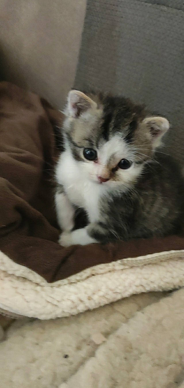 Titi a rejoint le concours — aidez-le/la à gagner de superbes lots ! carnivore, cat, cat_supply, claw, comfort, domestic_short_haired_cat, felidae, fur, paw, small_to_medium_sized_cats, snout, tail, whiskers