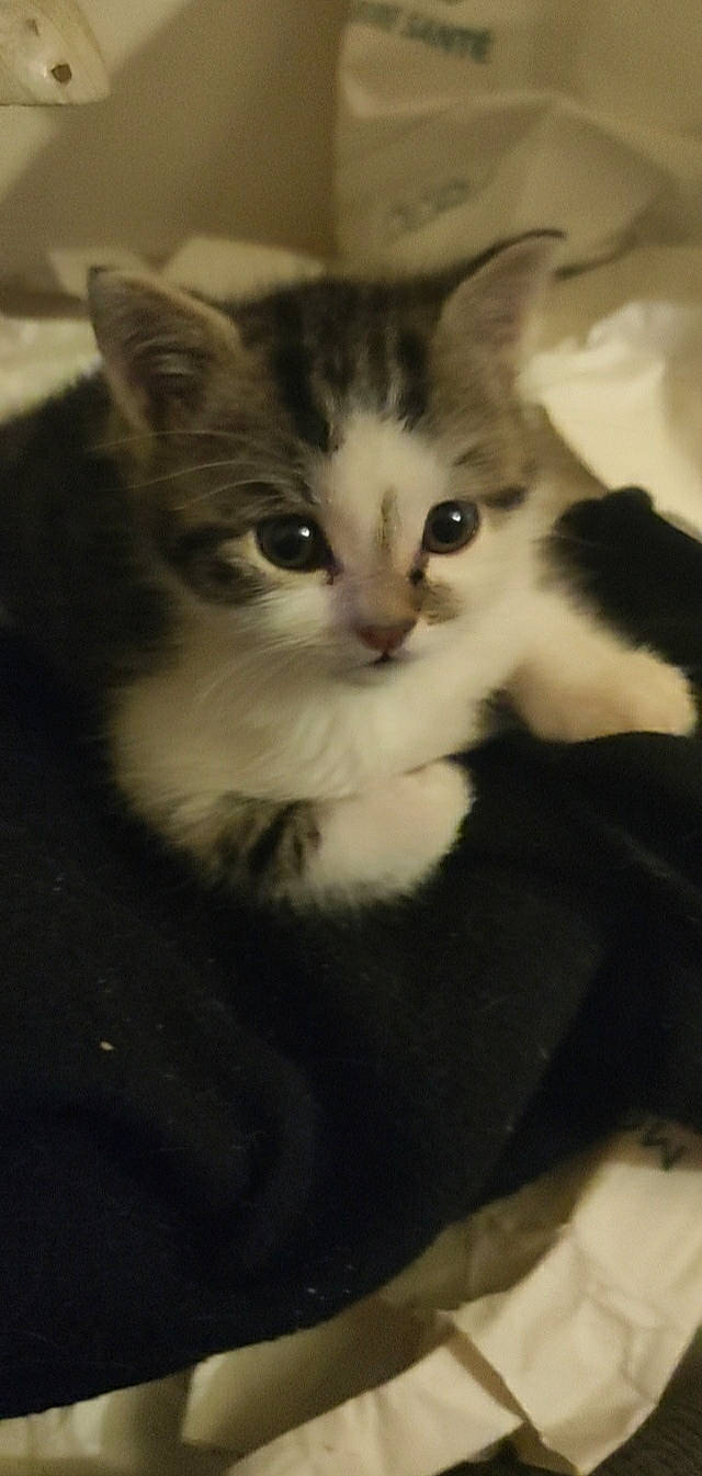 Titi a rejoint le concours — aidez-le/la à gagner de superbes lots ! carnivore, cat, claw, comfort, domestic_short_haired_cat, ear, eye, felidae, fur, monochrome_photography, paw, sitting, small_to_medium_sized_cats, snout, tail, whiskers