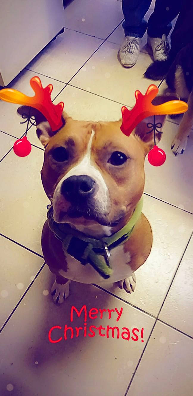 Patte Blanche a rejoint le concours — aidez-le/la à gagner de superbes lots ! carnivore, collar, companion_dog, dog, dog_breed, dog_collar, dog_supply, fawn, flooring, fur, happy, head, personal_protective_equipment, pet_supply, selfie, snout, sporting_group, t_shirt, whiskers, working_animal