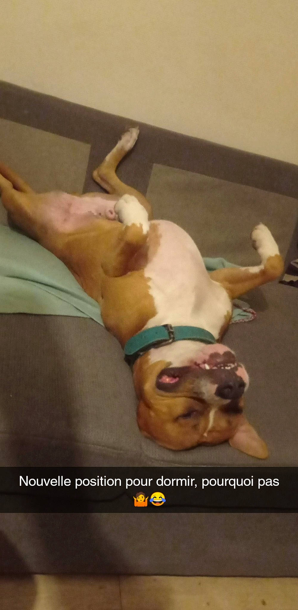 Patte Blanche participe au concours pour gagner de l'argent avec cette photo : abdomen, barechested, canidae, carnivore, chest, comfort, companion_dog, dog, dog_breed, elbow, fawn, foot, human_leg, knee, muscle, thigh, trunk, undergarment, watch, wrist