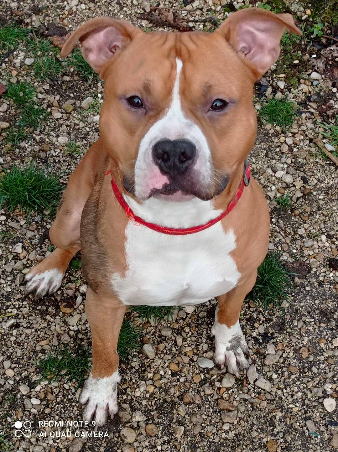 Patte Blanche a rejoint le concours — aidez-le/la à gagner de superbes lots ! canidae, carnivore, collar, companion_dog, dog, dog_breed, dog_collar, dog_supply, fawn, hunting_dog, non_sporting_group, plant, sporting_group, whiskers, working_animal, working_dog