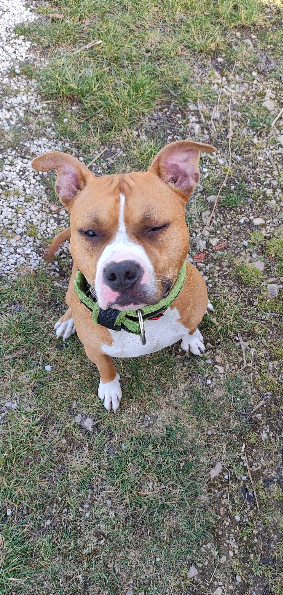 Patte Blanche a rejoint le concours — aidez-le/la à gagner de superbes lots ! ancient_dog_breeds, canidae, carnivore, collar, companion_dog, dog, dog_breed, dog_collar, dog_supply, fawn, grass, leash, molosser, non_sporting_group, plant, snout, sporting_group, whiskers, working_animal, working_dog