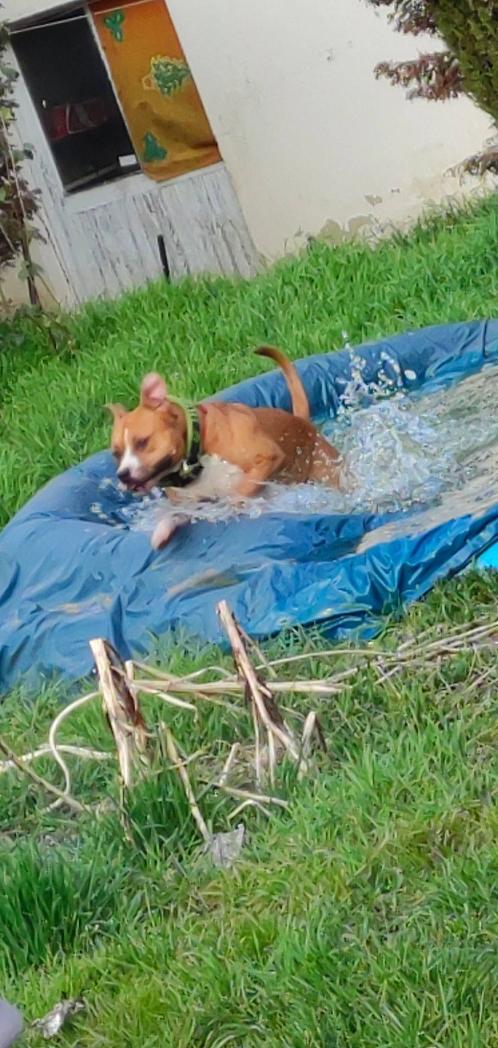 Patte Blanche participe au concours pour gagner de l'argent avec cette photo : canidae, carnivore, comfort, companion_dog, dog, dog_breed, dog_supply, fawn, grass, hound, lawn, leisure, nap, plant, sitting, sporting_group, sun_tanning, tail, working_animal, working_dog