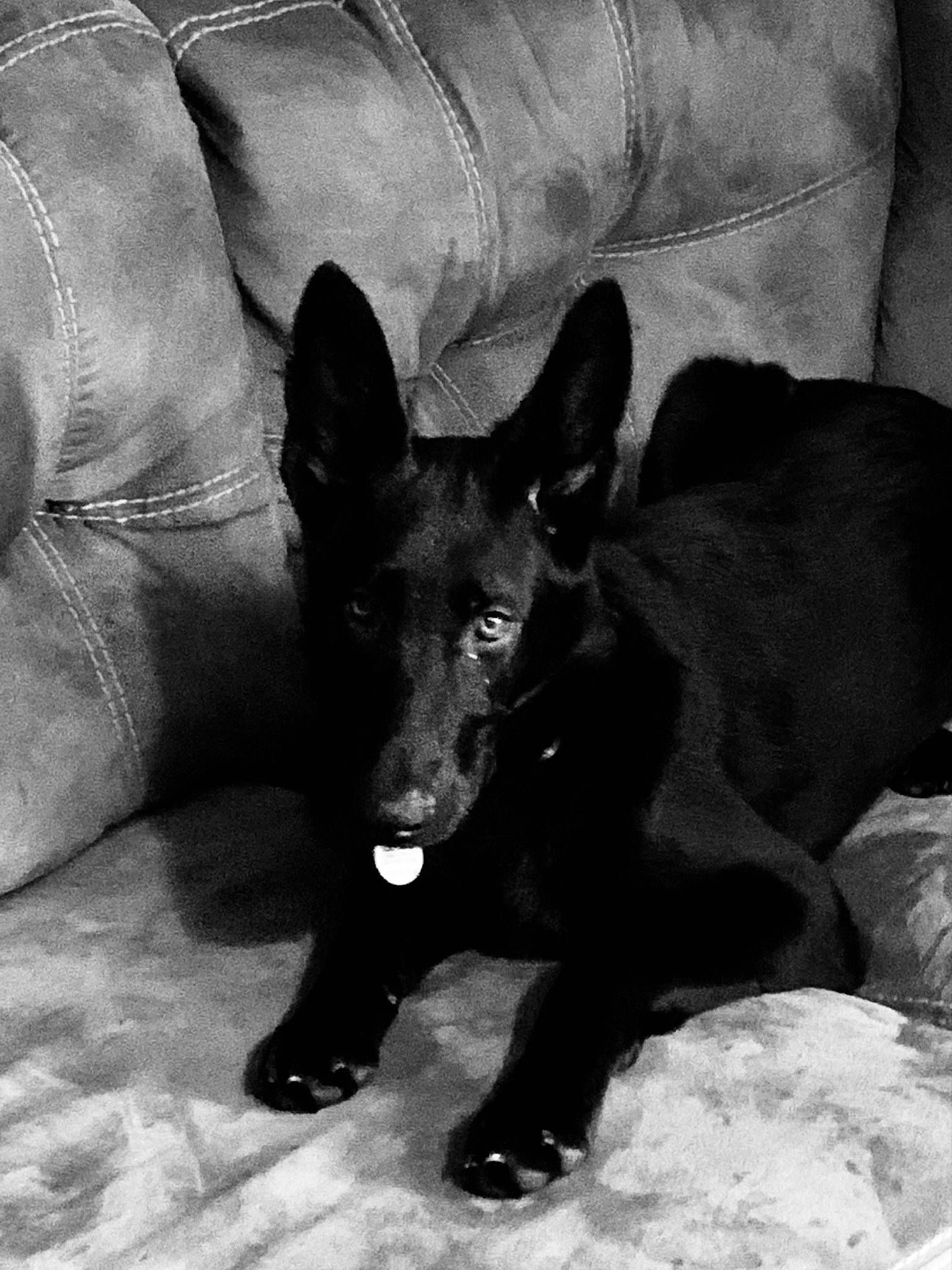 Midnight joined the competition — help win amazing prizes! canidae, carnivore, comfort, companion_dog, couch, dog, dog_breed, guard_dog, monochrome, monochrome_photography, non_sporting_group, paw, prazsky_krysarik, snout, sporting_group, terrestrial_animal, toy_dog, whiskers, working_animal