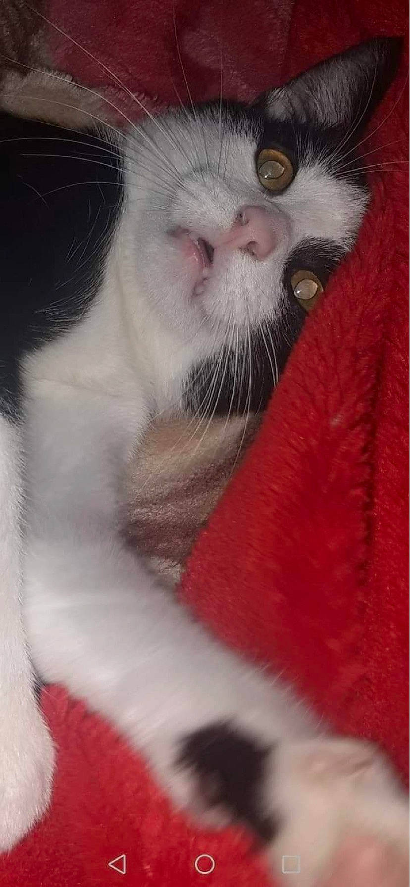 Daryl a rejoint le concours — aidez-le/la à gagner de superbes lots ! carnivore, cat, claw, close_up, dog_breed, domestic_short_haired_cat, fawn, felidae, fur, marsupial, mouse, muroidea, paw, pet_supply, rodent, small_to_medium_sized_cats, tail, terrestrial_animal, whiskers