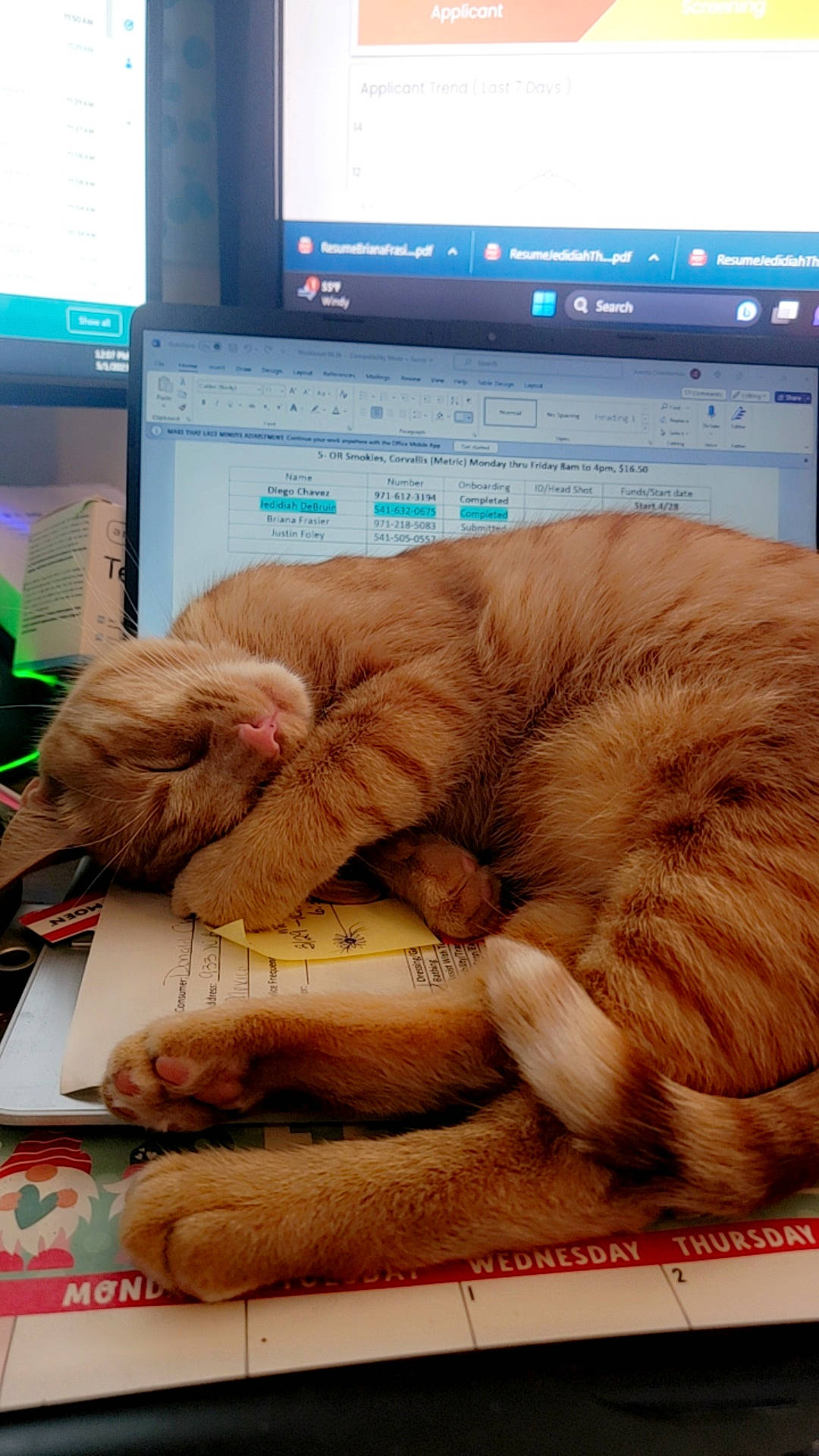 Blaze is registered to the contest to win money with this photo: carnivore, cat, comfort, computer, computer_keyboard, display_device, domestic_short_haired_cat, electronic_device, felidae, fur, gesture, lap, laptop, output_device, personal_computer, plant, small_to_medium_sized_cats, tail, whiskers, wrinkle