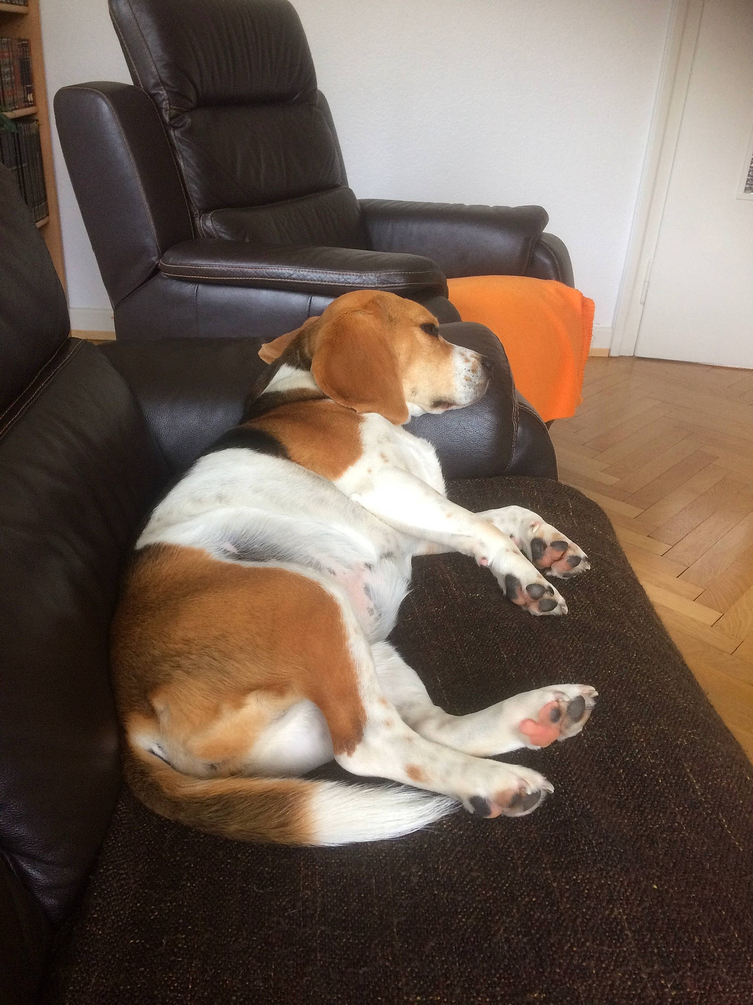 Joy participe au concours pour gagner de l'argent avec cette photo : carnivore, chair, comfort, companion_dog, couch, dog, dog_breed, fawn, flooring, furniture, hardwood, hound, human_leg, living_room, room, scent_hound, sporting_group, vehicle_door, window, wood
