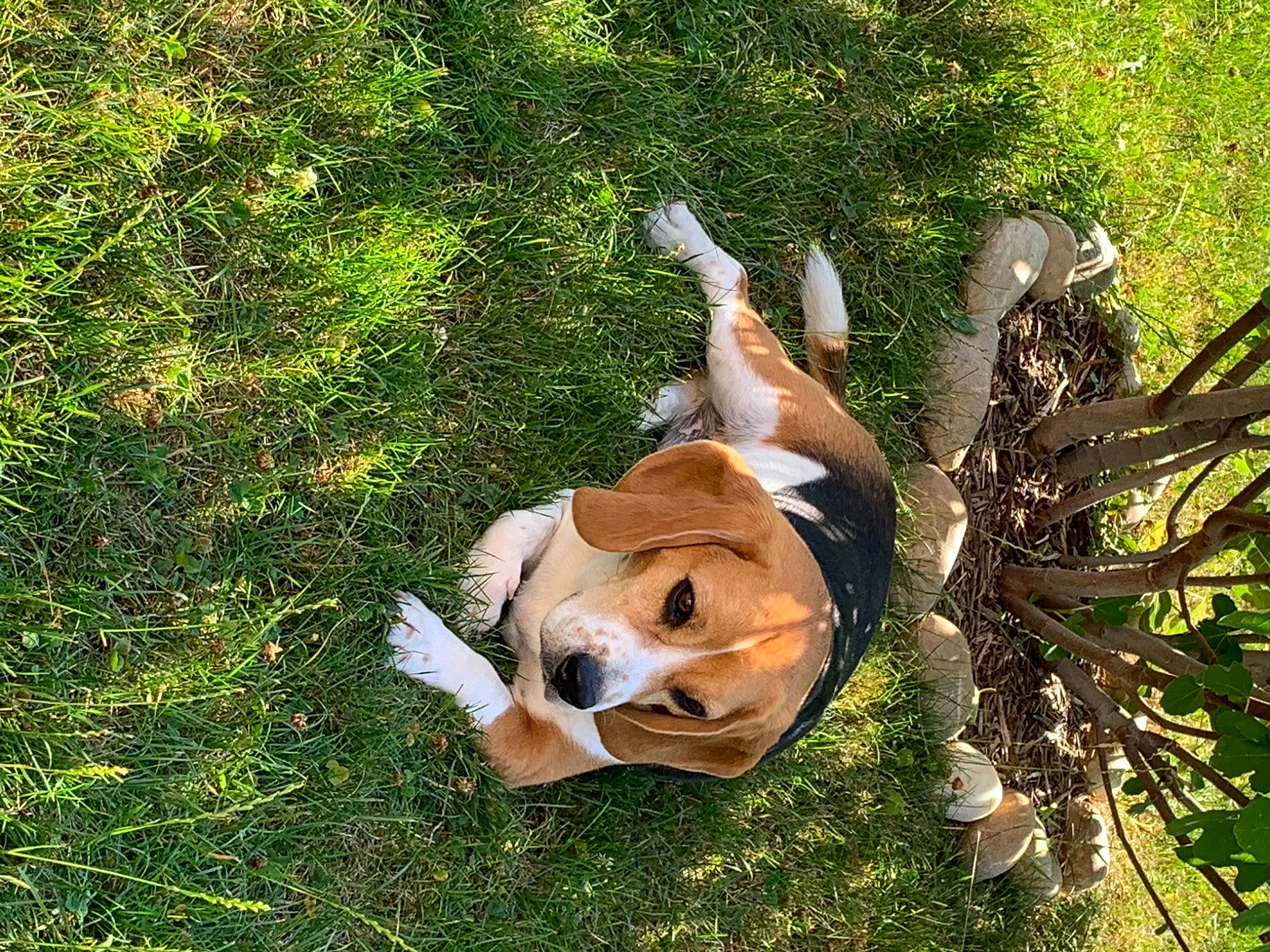 Joy a rejoint le concours — aidez-le/la à gagner de superbes lots ! canidae, carnivore, companion_dog, dog, dog_breed, fawn, fun, grass, grassland, leisure, pasture, people_in_nature, personal_protective_equipment, plant, sporting_group, tail, terrestrial_animal, trunk, wood, working_animal