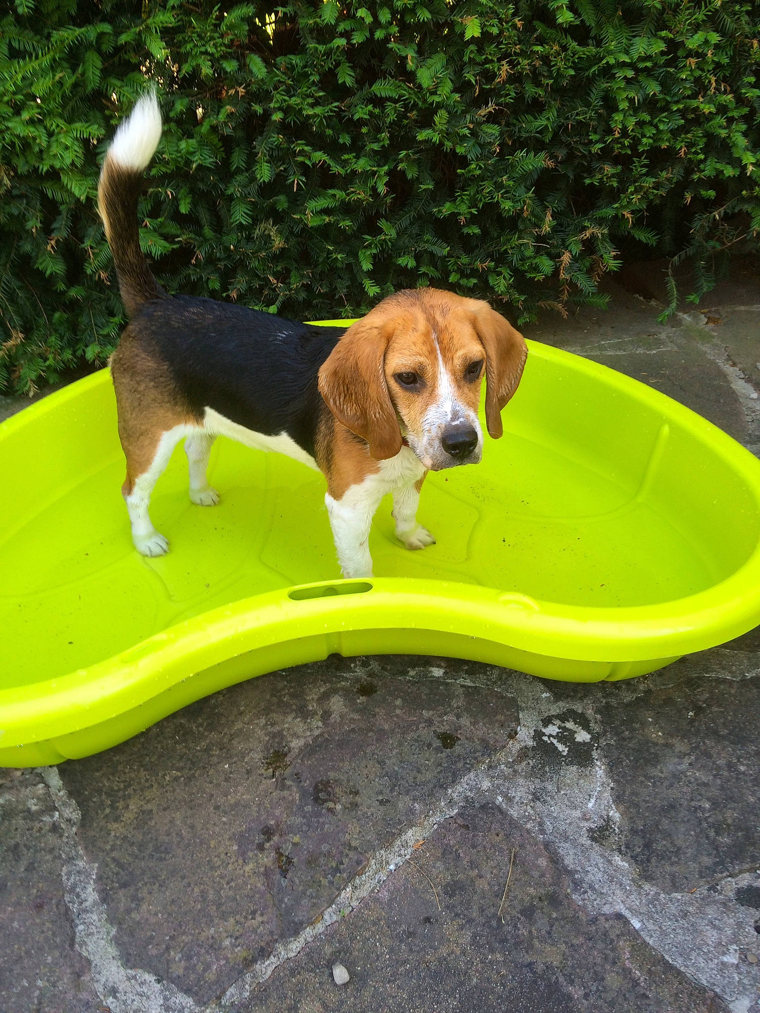 Joy a rejoint le concours — aidez-le/la à gagner de superbes lots ! ball, canidae, carnivore, chair, companion_dog, dog, dog_breed, dog_supply, grass, hound, outdoor_furniture, pet_supply, plant, scent_hound, shade, sporting_group, tail, tennis_ball, vehicle_door, working_animal