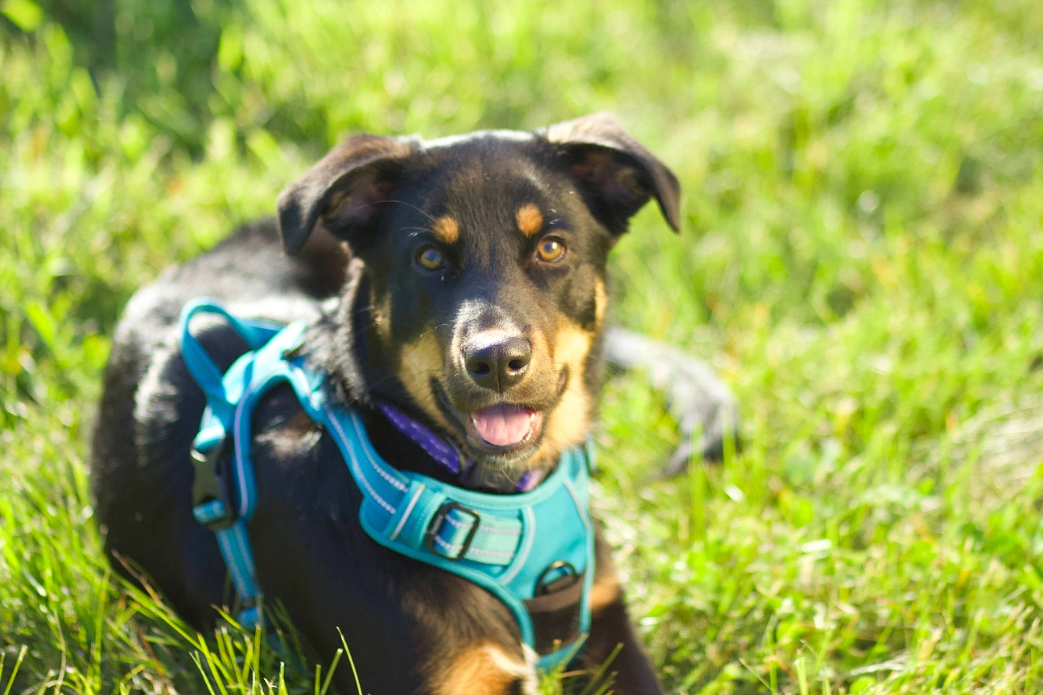 Bishop joined the competition — help win amazing prizes! ball, canidae, carnivore, companion_dog, dog, dog_breed, electric_blue, grass, grassland, guard_dog, landscape, personal_protective_equipment, plant, snout, sporting_group, tree, vertebrate, water, working_animal, working_dog