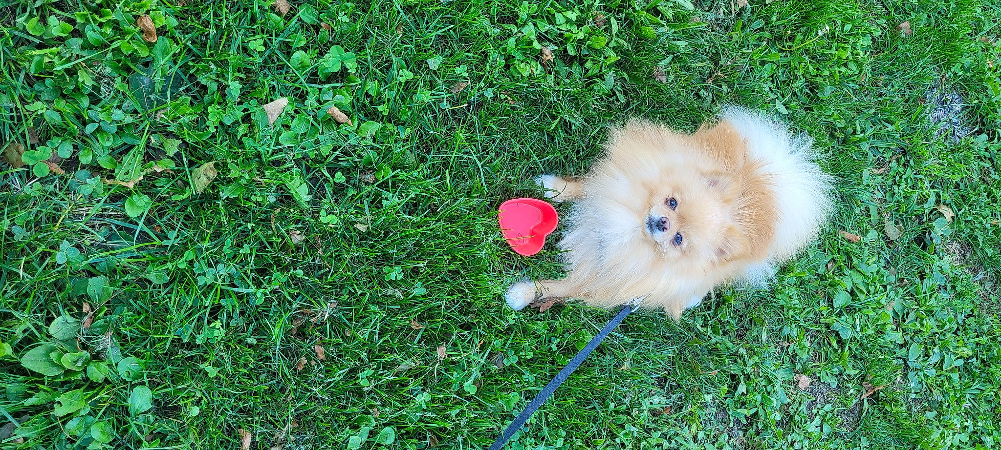 Scotty participe au concours pour gagner de l'argent avec cette photo : carnivore, companion_dog, dog, dog_breed, fawn, german_spitz, german_spitz_klein, german_spitz_mittel, grass, grass_family, groundcover, lawn, plant, pomeranian, snout, spitz, sporting_group, tail, toy_dog, watch