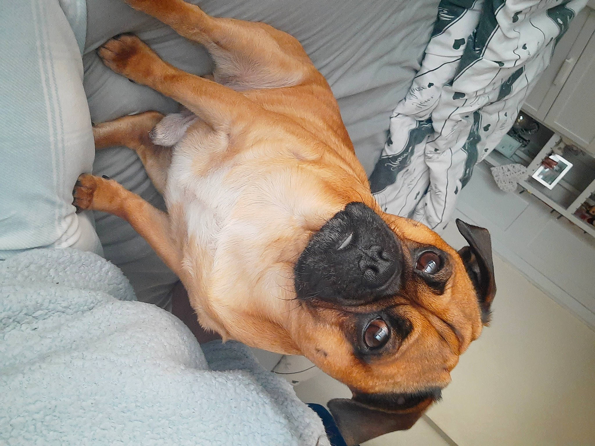 Dougie joined the competition — help win amazing prizes! canidae, carnivore, comfort, companion_dog, dog, dog_breed, ear, fawn, fur, guard_dog, hat, jaw, mammal, paw, snout, sporting_group, toy_dog, whiskers, working_animal, wrinkle