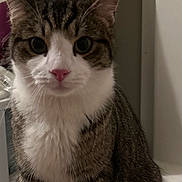 Oliver is registered to the contest to win money with this photo: cat, tabby, white_paws, white_chest, pet, animal, indoor, bathroom, bathtub, towel, curious, sitting, feline, whiskers, ears, fur, closeup, portrait, domestic_cat, cute