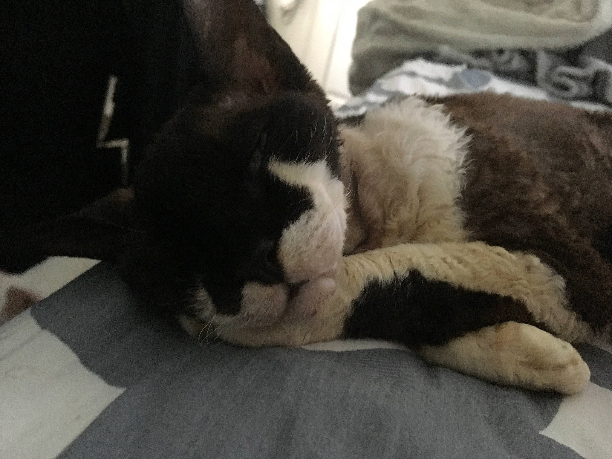 Dink is registered to the contest to win money with this photo: black, carnivore, cat, comfort, domestic_short_haired_cat, felidae, fur, linens, nap, paw, sleep, small_to_medium_sized_cats, snout, terrestrial_animal, whiskers