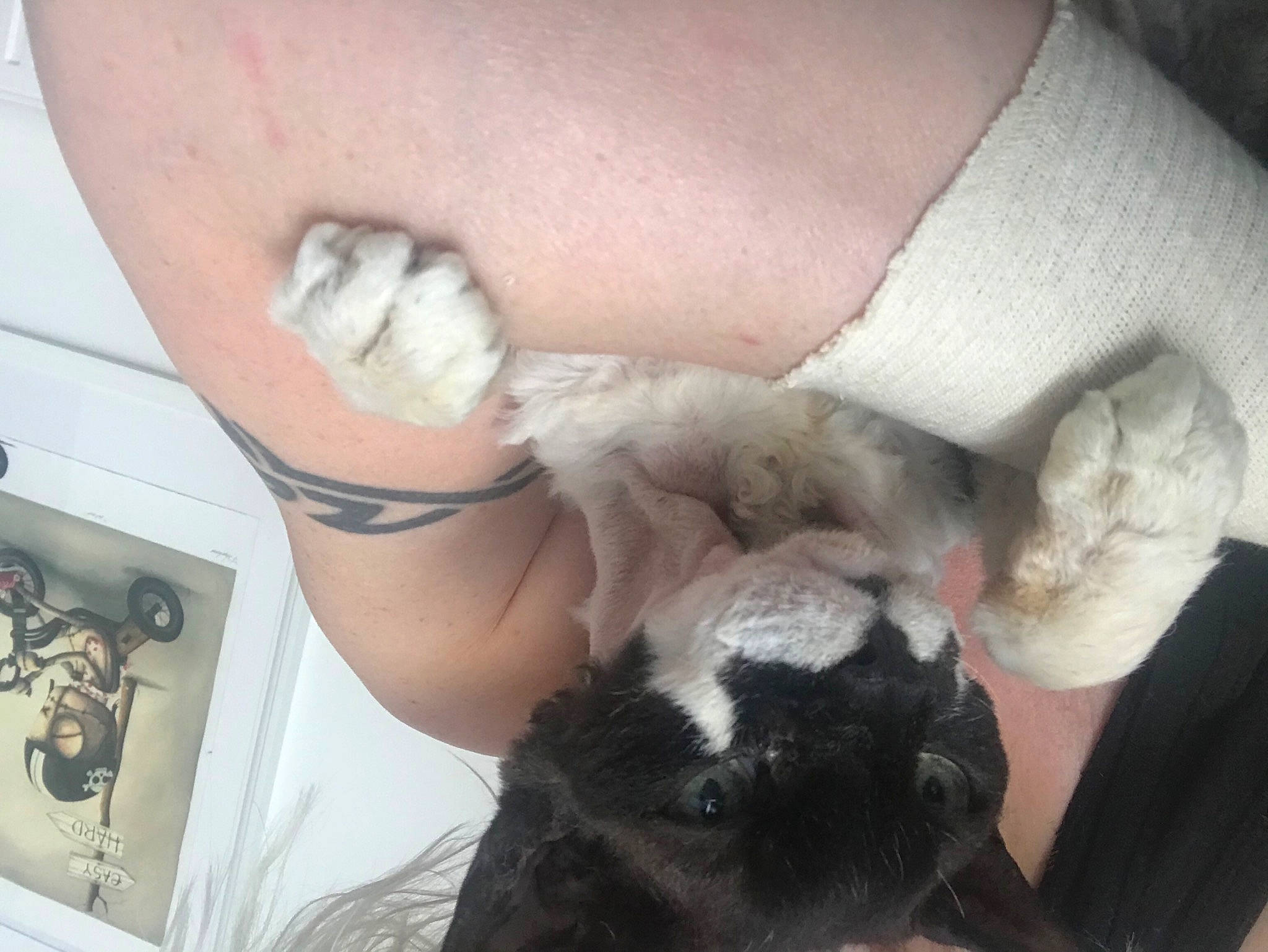 Dink joined the competition — help win amazing prizes! flesh, fur, paw, plumbing_fixture, stuffed_toy