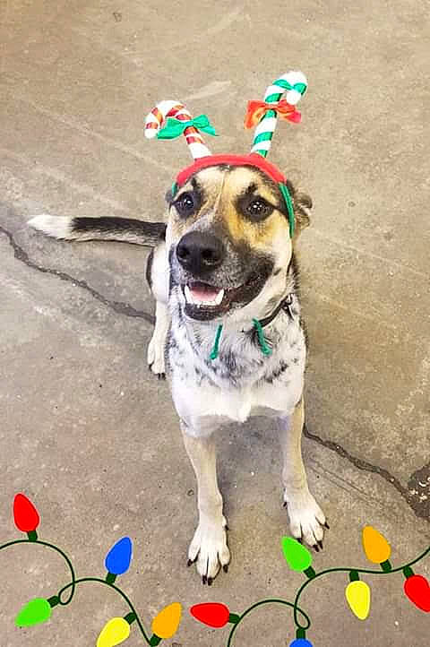 Cheyenne joined the competition — help win amazing prizes! carnivore, collar, companion_dog, concrete, dog, dog_breed, dog_clothes, dog_collar, dog_supply, door, eyewear, fashion_accessory, fawn, fun, happy, hat, leash, petal, plant, sidewalk