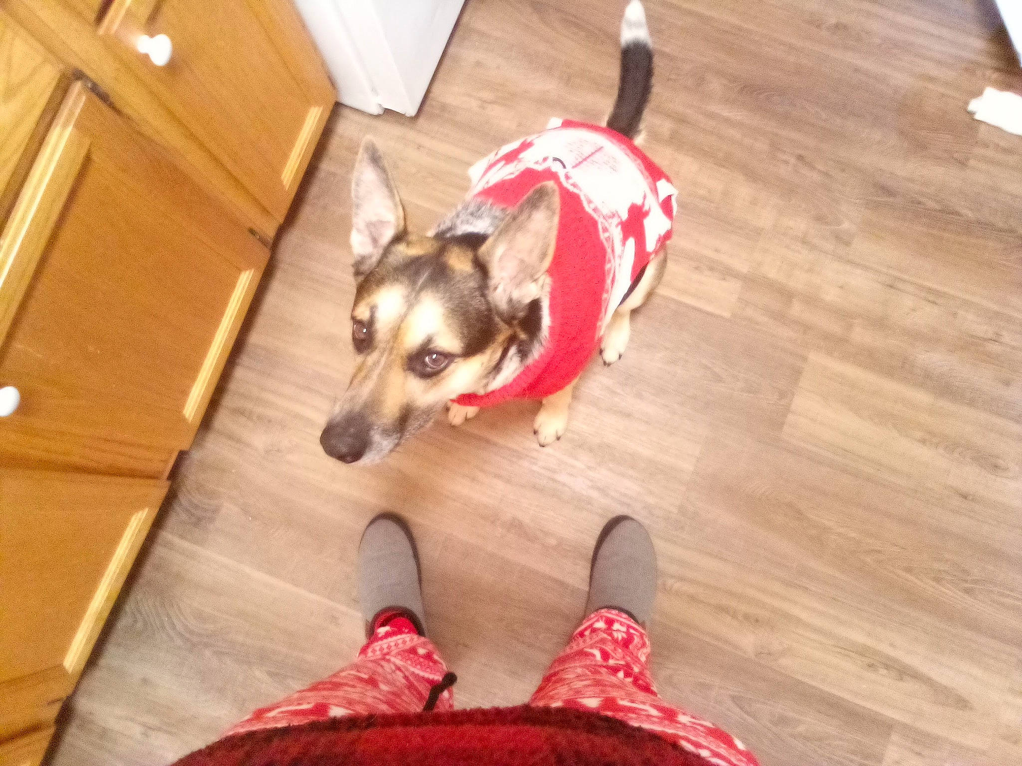 Cheyenne is registered to the contest to win money with this photo: carmine, carnivore, comfort, companion_dog, dog, dog_breed, dog_supply, fawn, floor, flooring, fur, hardwood, laminate_flooring, plank, snout, varnish, wood, wood_flooring, wood_stain, working_animal