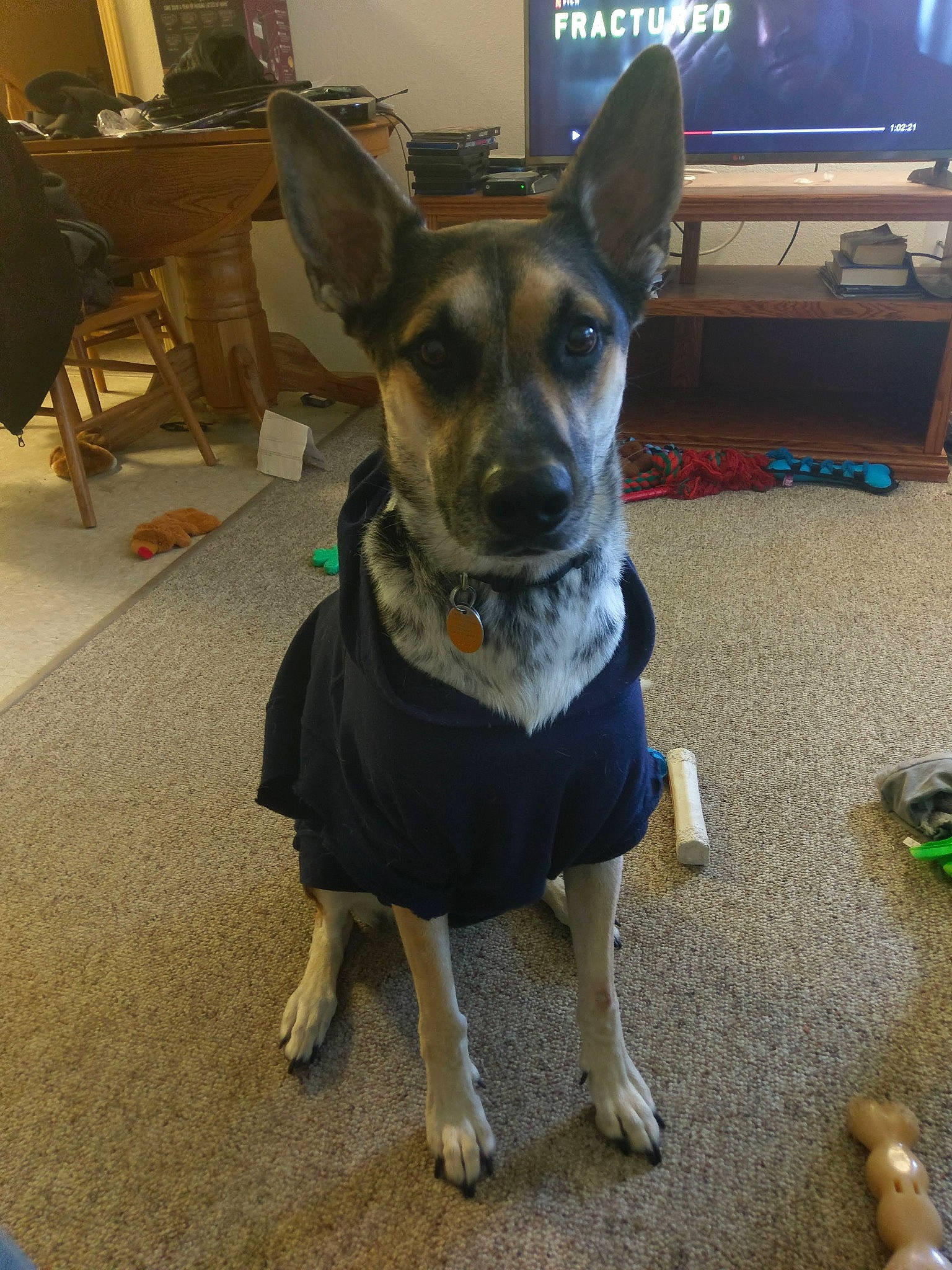 Cheyenne joined the competition — help win amazing prizes! carnivore, chair, collar, companion_dog, desk, dog, dog_breed, dog_clothes, dog_collar, dog_supply, fashion_accessory, fawn, flooring, furniture, leash, snout, table, television, whiskers, working_animal