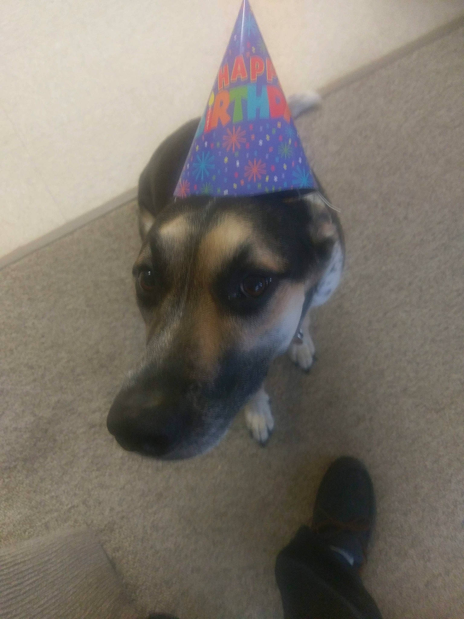 Cheyenne is registered to the contest to win money with this photo: canidae, cap, carnivore, companion_dog, cone, costume, costume_accessory, costume_hat, dog, dog_breed, dog_supply, fashion_accessory, fawn, fedora, flooring, fur, hat, party_hat, party_supply, triangle