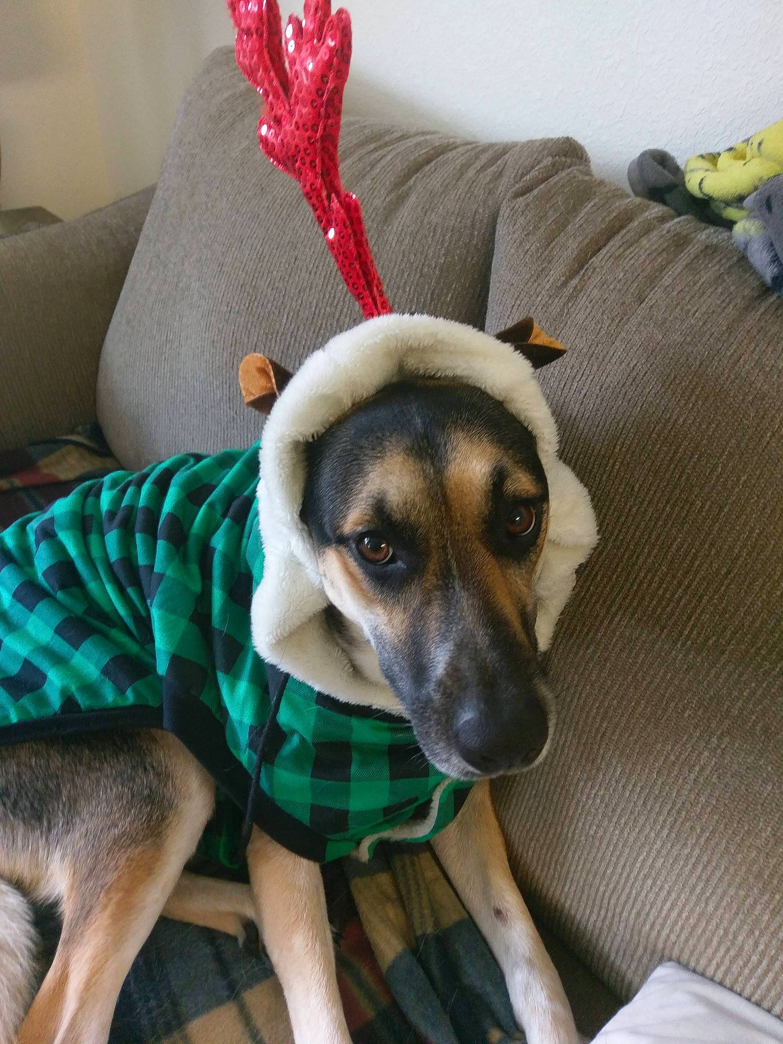 Cheyenne joined the competition — help win amazing prizes! carnivore, comfort, companion_dog, costume_hat, couch, dog, dog_breed, dog_clothes, dog_supply, fashion_accessory, fawn, fur, linens, pattern, pillow, plaid, snout, textile, whiskers, working_animal