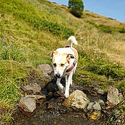 Mafalda participe au concours pour gagner de l'argent avec cette photo : dog, water, rocks, stream, grass, hill, outdoor, nature, animal, canine, daytime, sky, greenery, walking, harness, landscape, sunny, blurred_background, travel, adventure