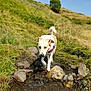 dog, water, rocks, stream, grass, hill, outdoor, nature, animal, canine, daytime, sky, greenery, walking, harness, landscape, sunny, blurred_background, travel, adventure