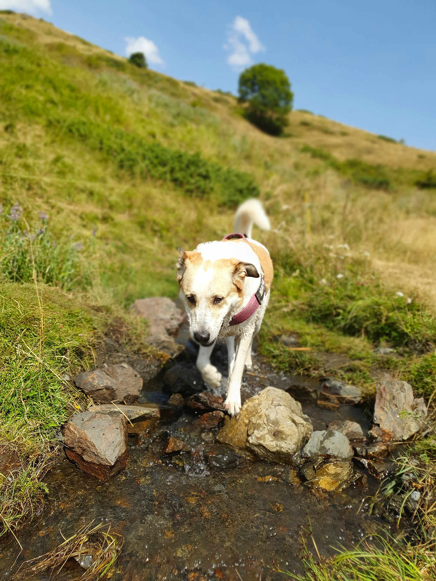 Mafalda participe au concours pour gagner de l'argent avec cette photo : dog, water, rocks, stream, grass, hill, outdoor, nature, animal, canine, daytime, sky, greenery, walking, harness, landscape, sunny, blurred_background, travel, adventure