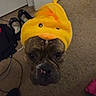 Leelee joined the competition — help win amazing prizes! animal, brown, carpet, clothing, costume, cute, dog, domestic_animal, face, floor, funny, hat, indoors, looking_up, mammal, pet, portrait, puppy, shoes, yellow
