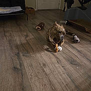 Leelee is registered to the contest to win money with this photo: brown, canine, chain, chew_toy, chewing, collar, dog, dog_bed, exercise_equipment, floor, furniture, home, indoor, pet, pet_toy, playful, relaxing, room, toy, wooden_floor