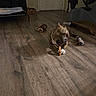 brown, canine, chain, chew_toy, chewing, collar, dog, dog_bed, exercise_equipment, floor, furniture, home, indoor, pet, pet_toy, playful, relaxing, room, toy, wooden_floor