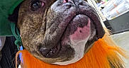 Leelee is registered to the contest to win money with this photo: animal, brindle_coat, celebration, close_up, costume, cute, dog, face, festive, funny, holiday, indoor, leprechaun_hat, orange_beard, pet, portrait, products, shelf, st_patricks_day, store