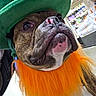 animal, brindle_coat, celebration, close_up, costume, cute, dog, face, festive, funny, holiday, indoor, leprechaun_hat, orange_beard, pet, portrait, products, shelf, st_patricks_day, store