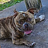 Leelee is registered to the contest to win money with this photo: animal, brindle, canine, close_up, collar, concrete, daylight, dog, ears_up, friendly, grass, happy, lying_down, nature, outdoor, paw, pet, smiling, tongue_out, wooden_post