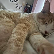 Mac N Cheese joined the competition — help win amazing prizes! animal, bed, cat, close_up, comfort, cozy, cute, domestic_cat, face, feline, fur, indoor, napping, paw, pet, relaxed, rest, sleeping, soft, whiskers