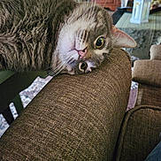 Gigi joined the competition — help win amazing prizes! cat, tabby, pet, feline, indoor, couch, armrest, living_room, furniture, curious, wide_eyes, whiskers, fur, head_tilt, cozy, decor, wooden_cabinet, lantern, flowers, relaxed