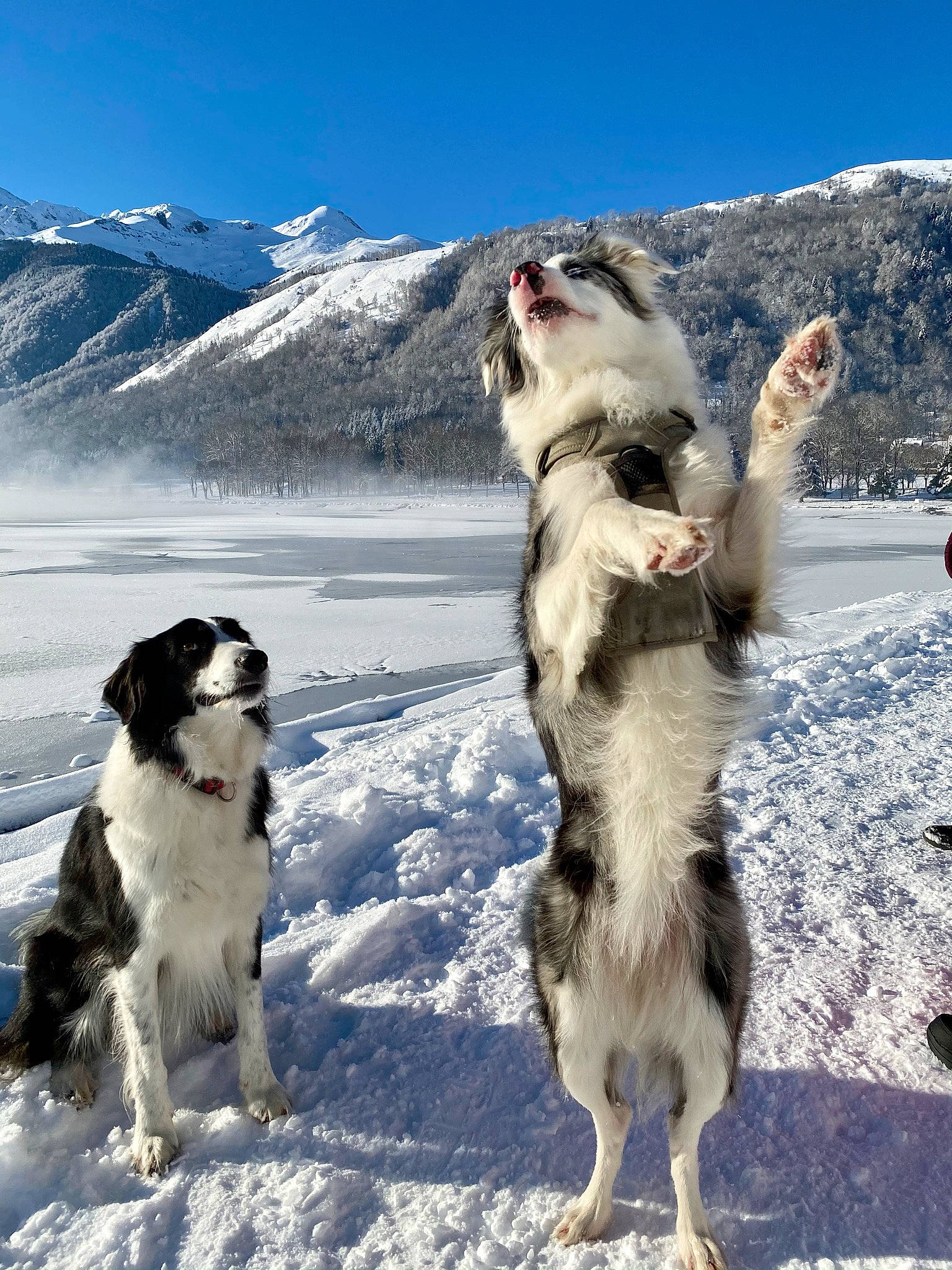 Ottawa participe au concours pour gagner de l'argent avec cette photo : arctic, canidae, carnivore, companion_dog, dog, dog_breed, freezing, fur, glacial_landform, glacier, ice_cap, mountain, mountain_range, polar_ice_cap, sky, sled_dog, snow, sporting_group, winter, working_dog
