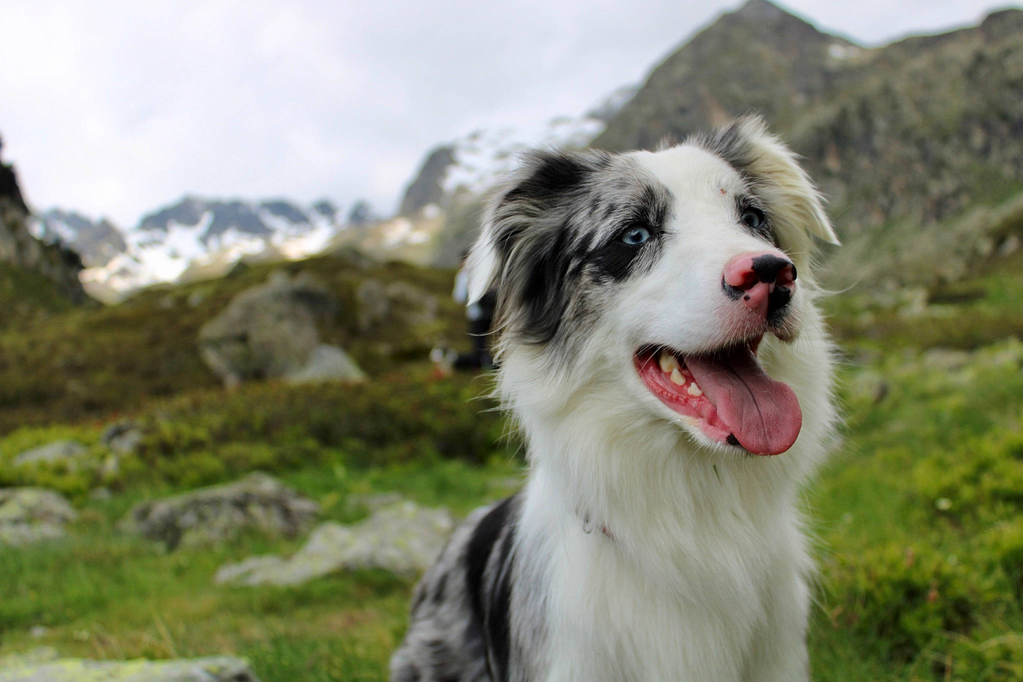 Ottawa a rejoint le concours — aidez-le/la à gagner de superbes lots ! australian_shepherd, canidae, carnivore, cloud, companion_dog, dog, dog_breed, fur, grass, herding_dog, mountain, non_sporting_group, plant, puppy, sky, sporting_group, terrestrial_animal, whiskers, working_animal, working_dog