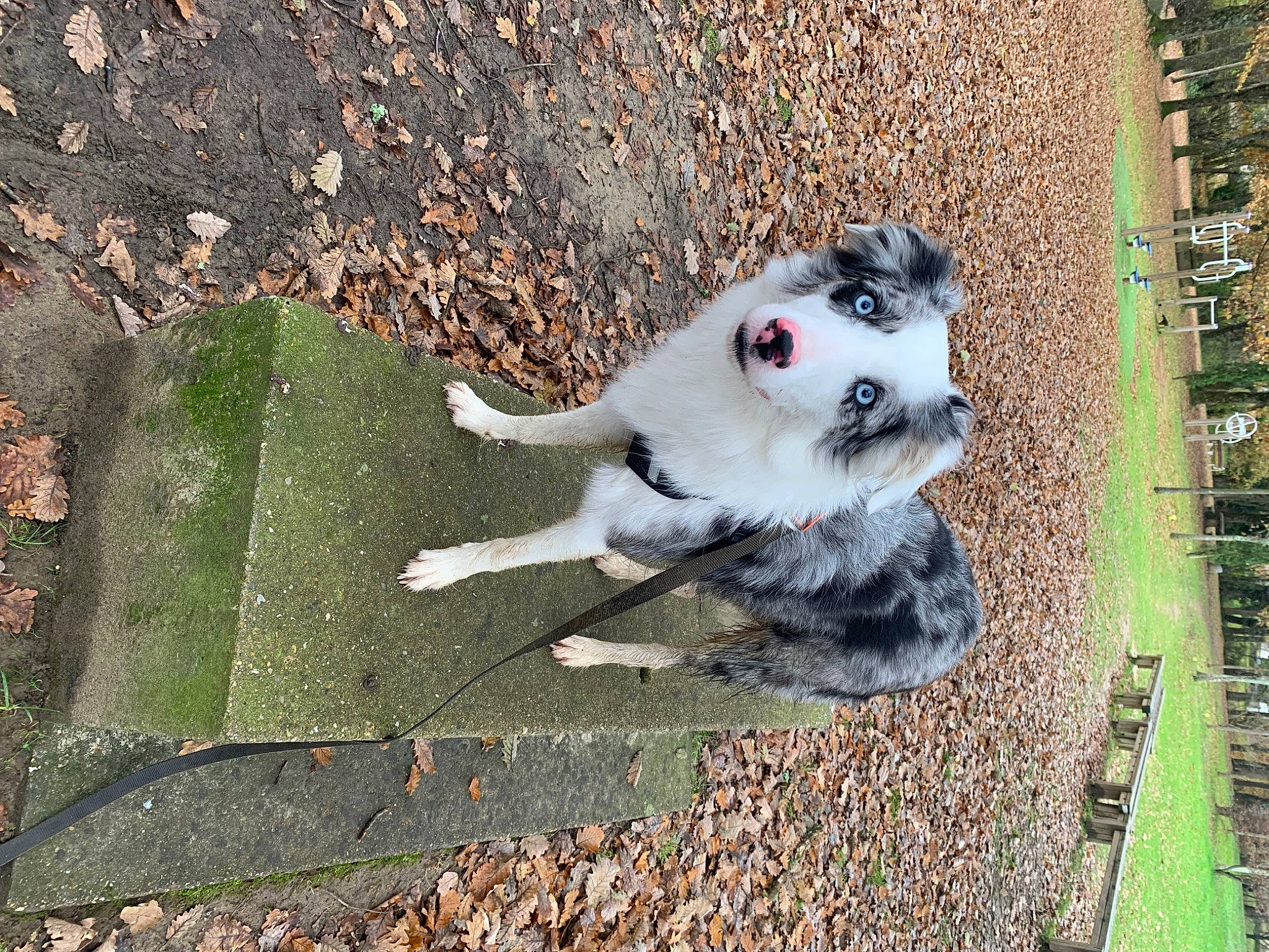 Ottawa participe au concours pour gagner de l'argent avec cette photo : canidae, carmine, carnivore, companion_dog, dog_breed, dog_supply, fawn, felidae, fur, graffiti, grass, paw, plant, road_surface, sidewalk, snout, soil, sporting_group, tail, whiskers