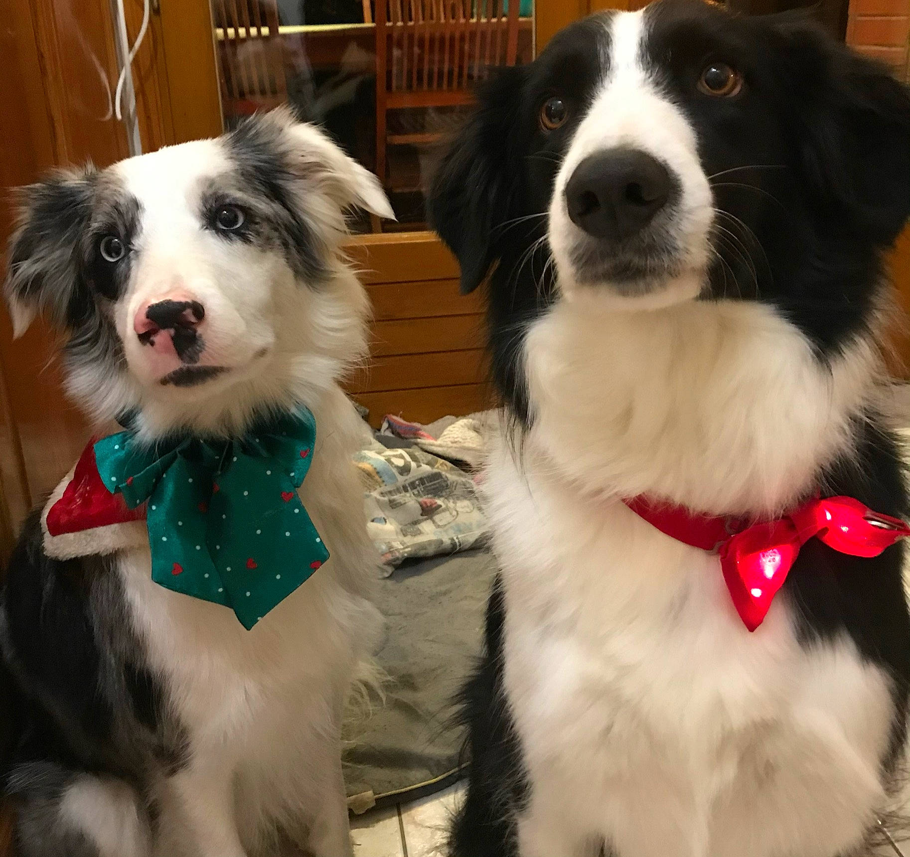 Ottawa participe au concours pour gagner de l'argent avec cette photo : canidae, carnivore, collar, companion_dog, dog, dog_breed, dog_collar, dog_supply, event, fur, giant_dog_breed, herding_dog, landseer, mammal, snout, sporting_group, vertebrate, white, working_animal, working_dog