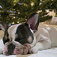 Gizmo is registered to the contest to win money with this photo: dog, french_bulldog, sleeping, blanket, christmas_tree, holiday, indoor, pet, cute, cozy, relaxing, animal, white, brown, ears, face, paw, resting, festive, lights