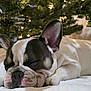 dog, french_bulldog, sleeping, blanket, christmas_tree, holiday, indoor, pet, cute, cozy, relaxing, animal, white, brown, ears, face, paw, resting, festive, lights