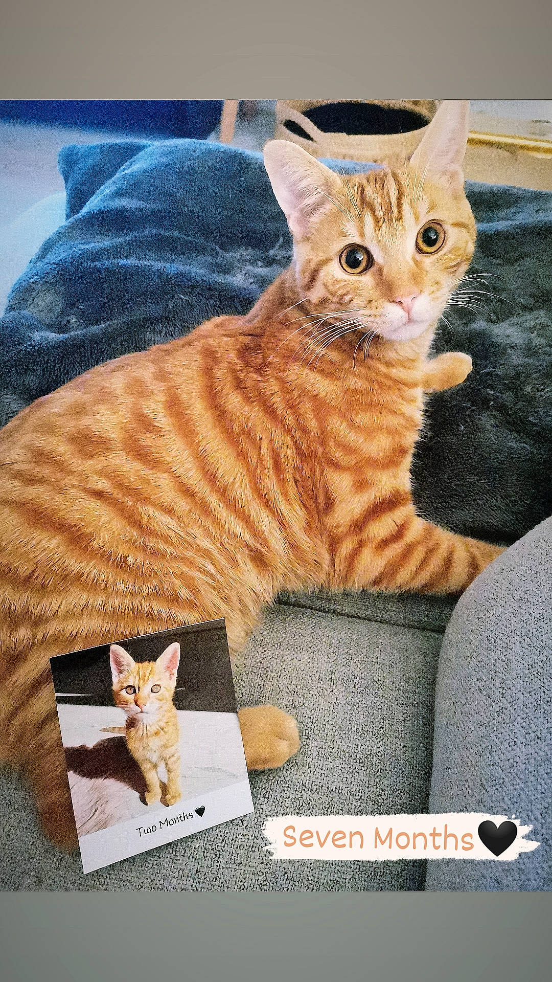 Moustik a rejoint le concours — aidez-le/la à gagner de superbes lots ! art, carnivore, cat, cat_supply, claw, comfort, domestic_short_haired_cat, fawn, felidae, fur, pattern, paw, pet_supply, photo_caption, sitting, small_to_medium_sized_cats, tail, terrestrial_animal, whiskers