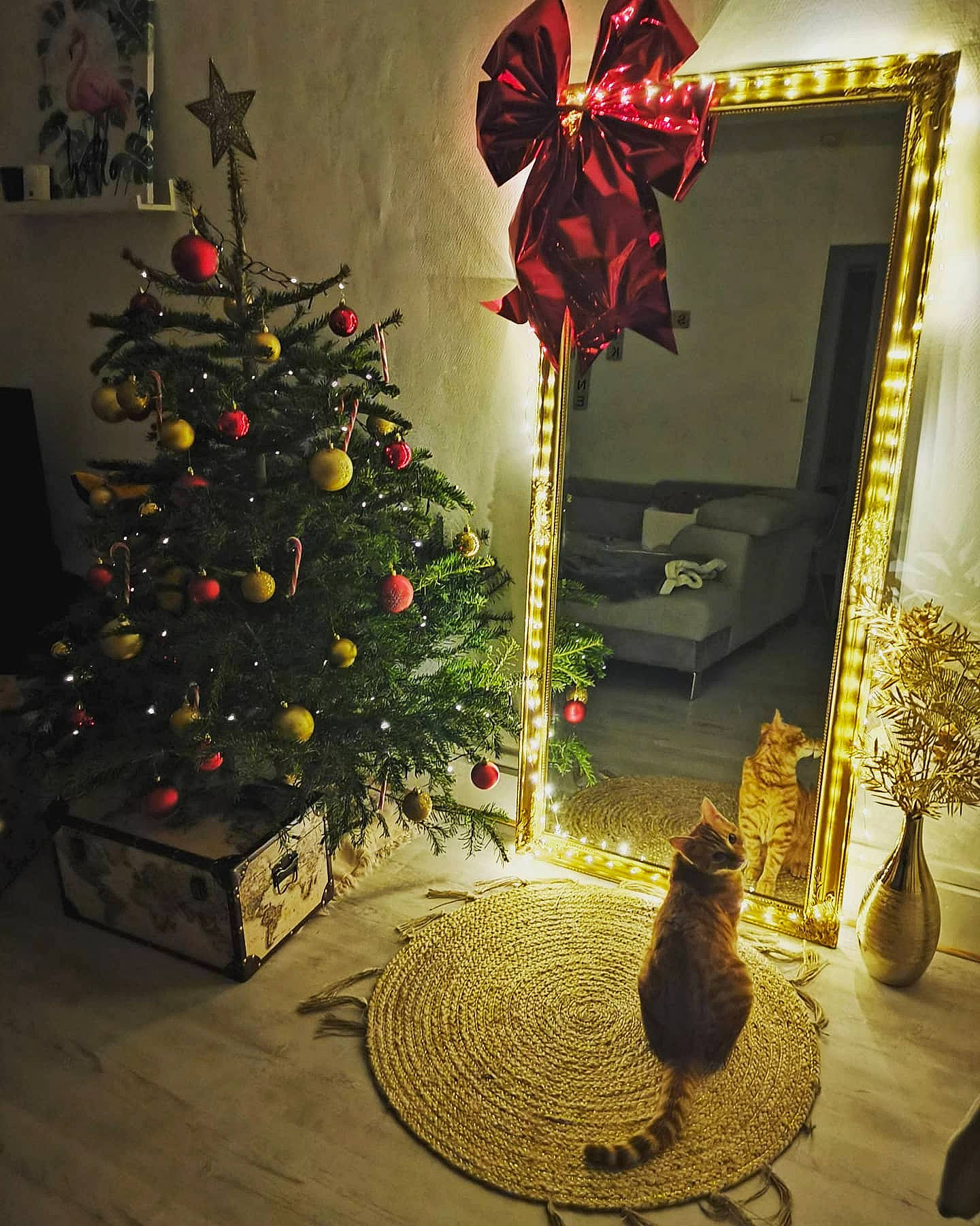 Moustik participe au concours pour gagner de l'argent avec cette photo : black, branch, cat, christmas_decoration, christmas_ornament, christmas_tree, decoration, evergreen, holiday_ornament, interior_design, light, living_room, ornament, plant, property, red, tree, window, wood, woody_plant