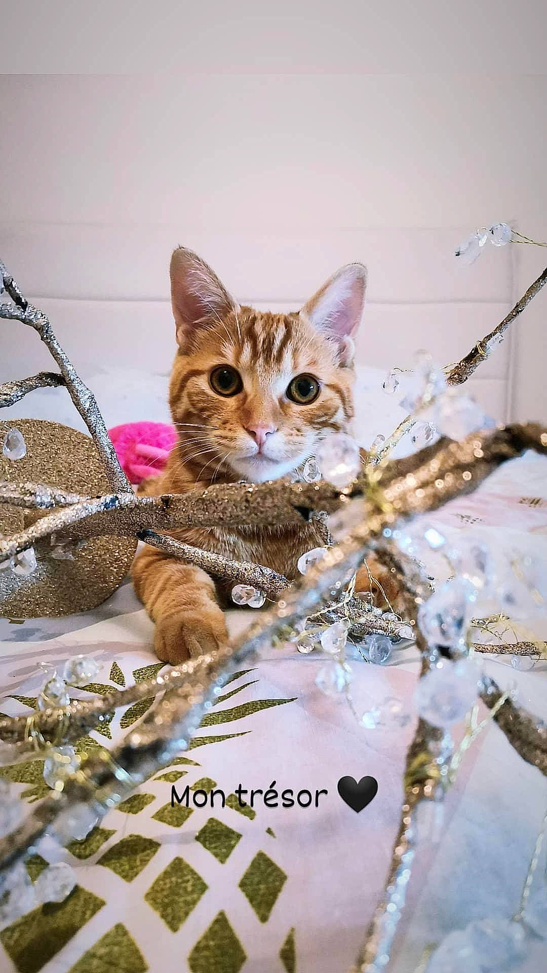 Moustik participe au concours pour gagner de l'argent avec cette photo : art, carnivore, cat, claw, domestic_short_haired_cat, fawn, felidae, fur, linens, pattern, paw, photo_caption, small_to_medium_sized_cats, snout, tail, twig, whiskers, winter