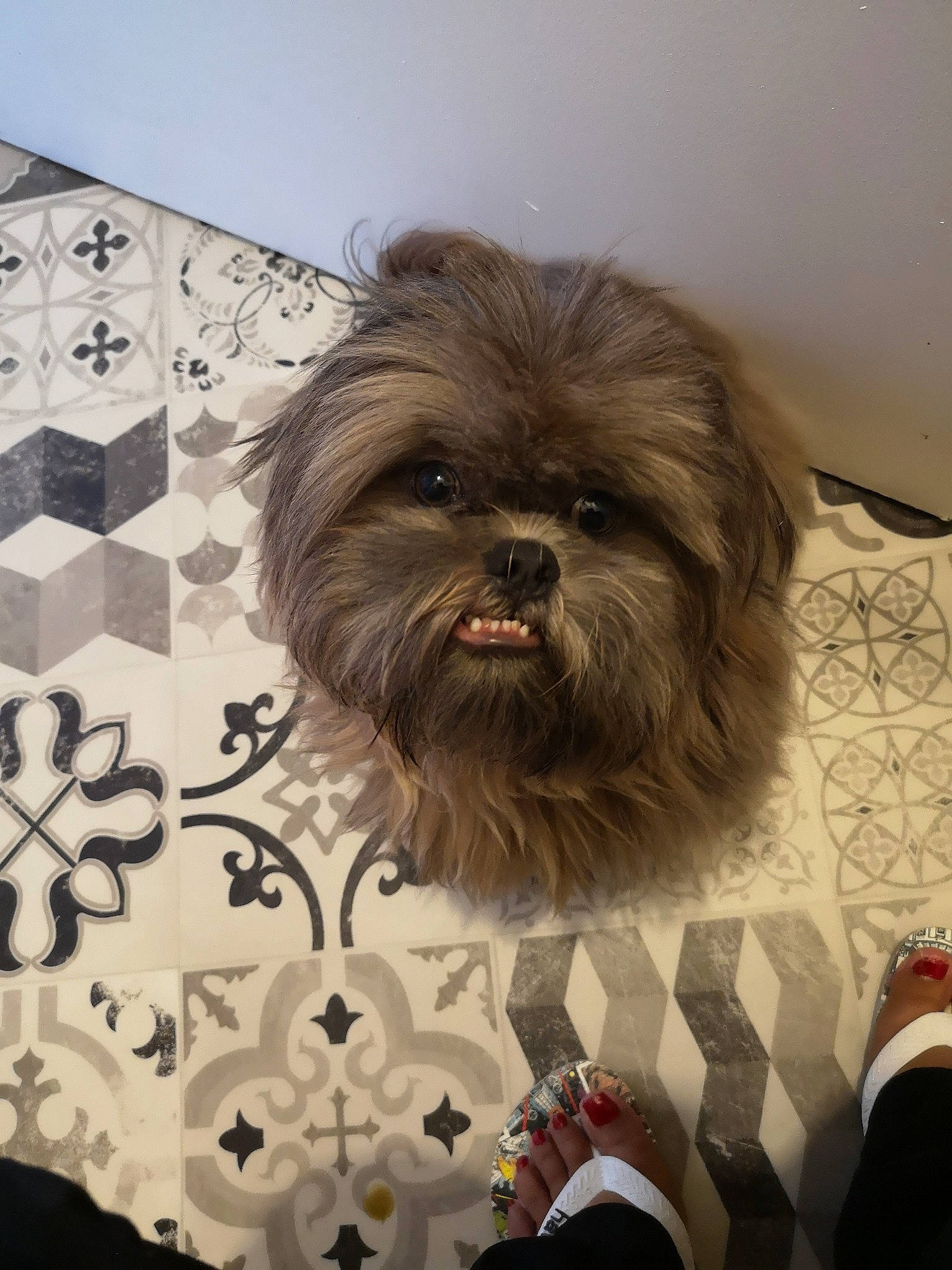Chewie participe au concours pour gagner de l'argent avec cette photo :