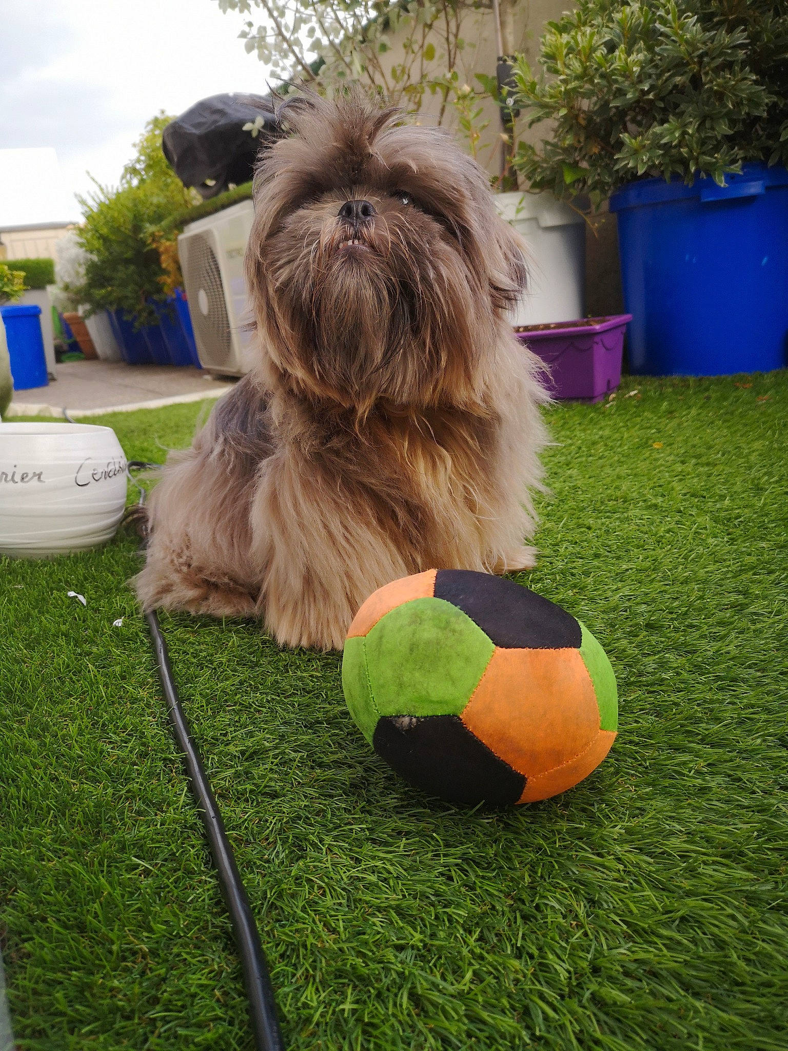 Chewie participe au concours pour gagner de l'argent avec cette photo : affenpinscher, ball, canidae, carnivore, chinese_imperial_dog, companion_dog, dog, dog_breed, grass, griffon_bruxellois, lhasa_apso, mammal, non_sporting_group, petit_basset_griffon_vendeen, puppy, rare_breed_dog, shih_tzu, sporting_group, tibetan_terrier, toy_dog