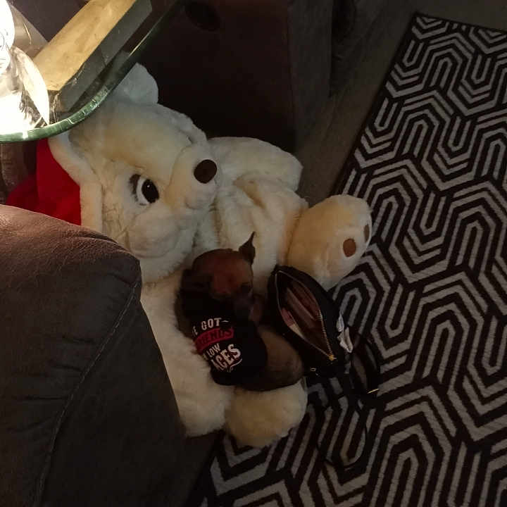 Sadie joined the competition — help win amazing prizes! armrest, baby_toys, plush, slipcover, stuffed_toy, teddy_bear, toy