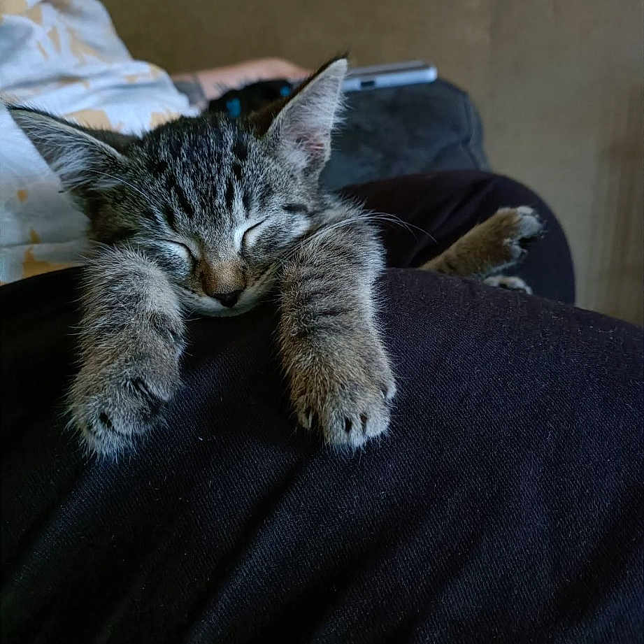 Rey
